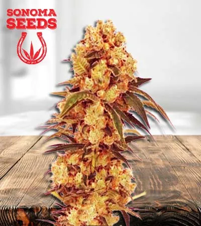 cbd-hemp-star-feminized-image