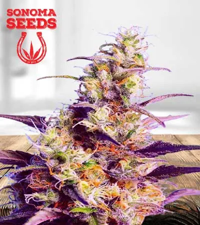 CBD Indica Fast Version