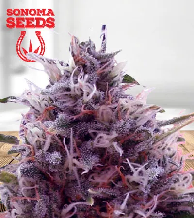 cbd-kali-kush-image