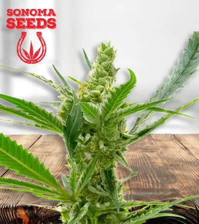 CBD Kush