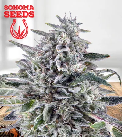 cereal-milk-autoflowering-image
