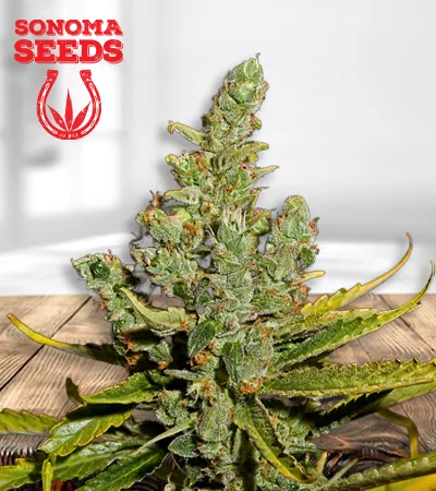 Cheese Autoflowering