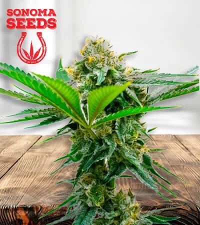 cheese-cbd-image