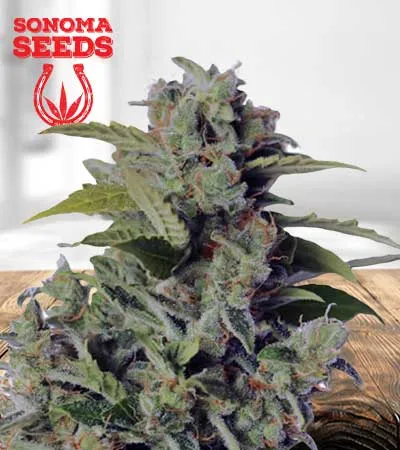 Cherry Kush Autoflowering