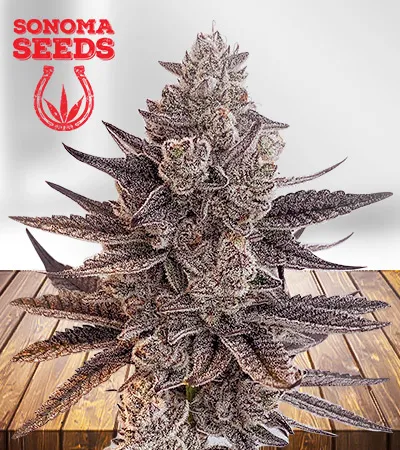 Chunky Nova Autoflowering