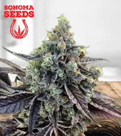 cookie-dawg-autoflowering-image