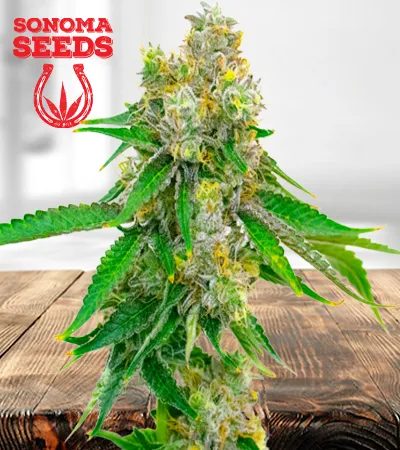 Cream Autoflowering