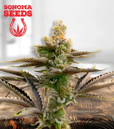 cream-candy-autoflowering-image