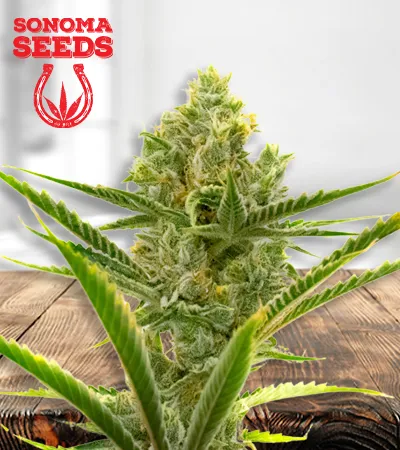 Critical + 2.0 Autoflowering