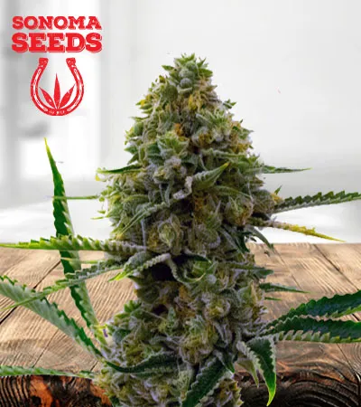 Critical Auto Fast Bud