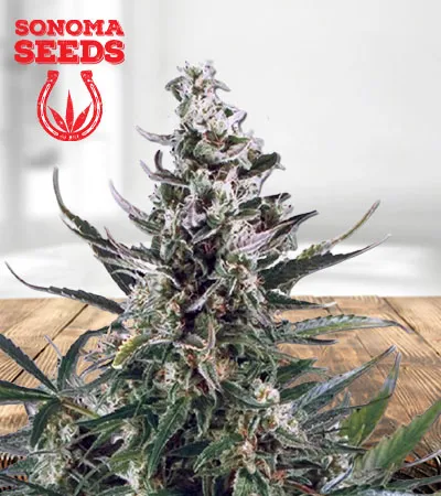 Critical Autoflowering