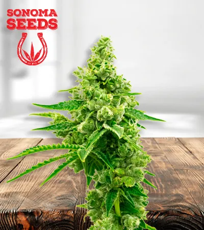 critical-mass-autoflowering-image