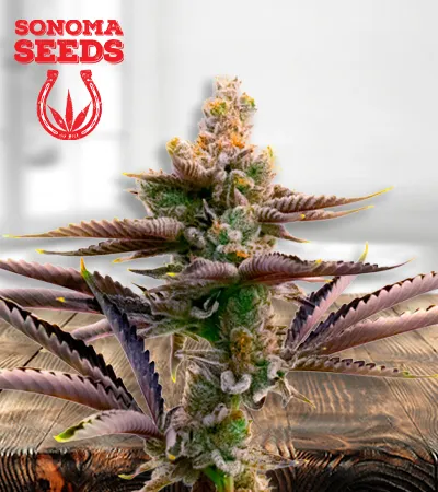 Critical Purple Autoflowering