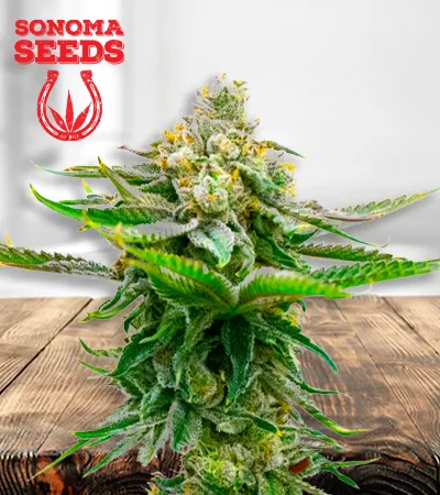 Devil XXL Autoflowering