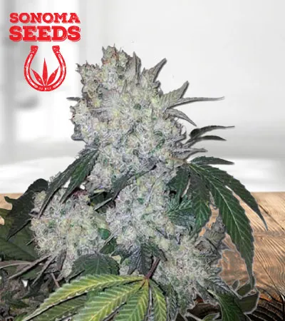 Diamond Kush Autoflowering