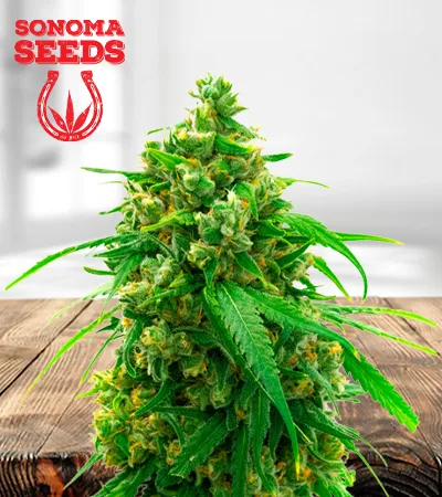 Diesel Autoflowering