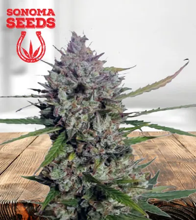 diesel-berry-autoflowering-image