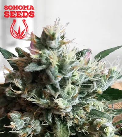 Dutch Dragon Autoflowering