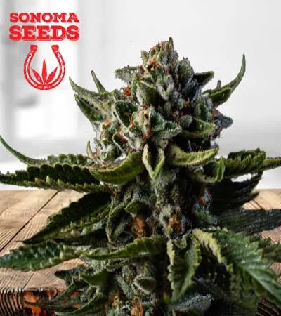 dutch-treat-autoflowering-image