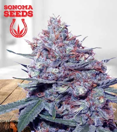 dwarf-king-autoflowering-image