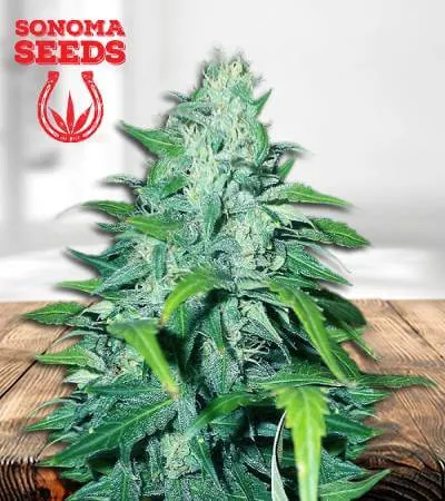 Dwarf Low Flyer Autoflowering