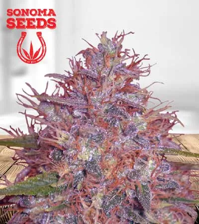 Early Feminized Fast Version