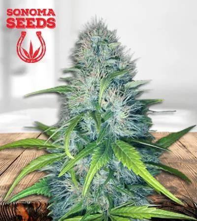 early-miss-autoflowering-image