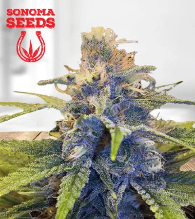 east-coast-alien-feminized-fast-version-image