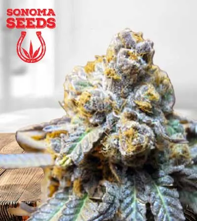 Elephant Autoflowering