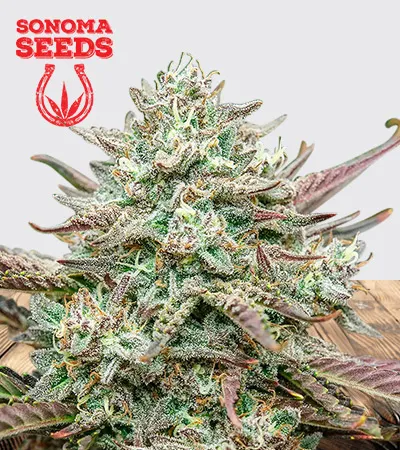 Face Fat Autoflowering