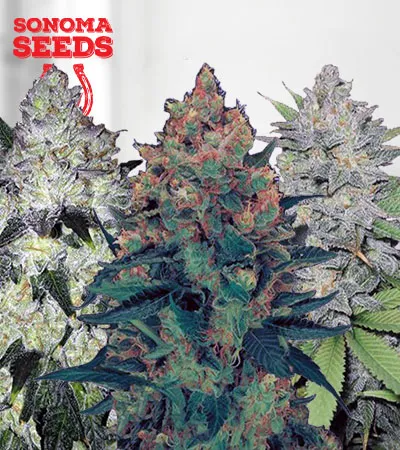 feminized-mix-image
