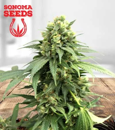 Fresh Candy Autoflowering