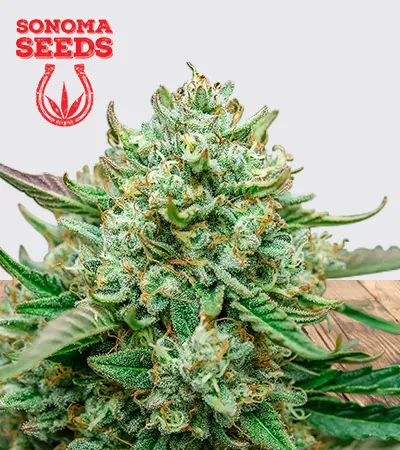 froot-by-the-foot-autoflowering-image