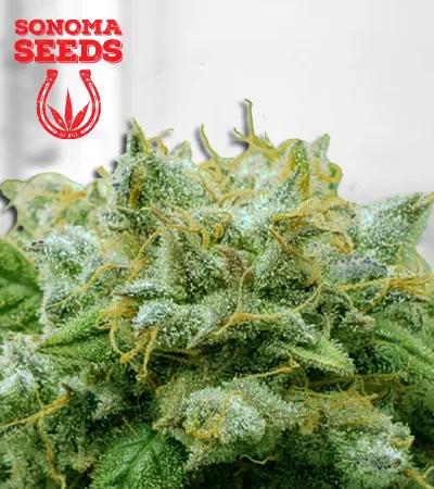 Frosted Zin Autoflowering