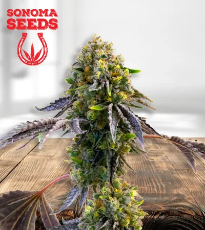 Fruit Autoflowering