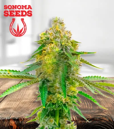 Fruit CBD
