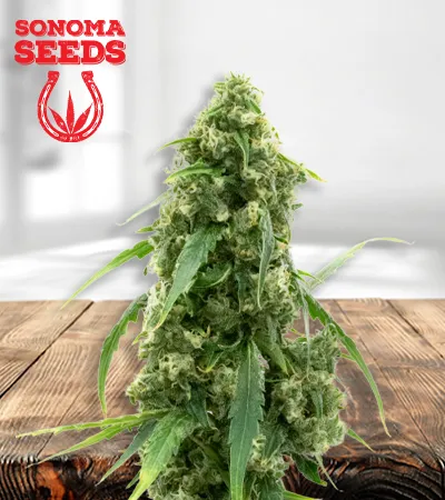 G13 Autoflowering