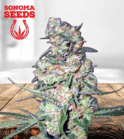 Galaxy Autoflowering