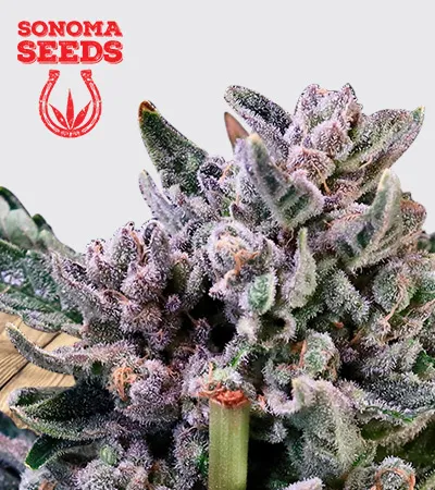 Gelato 41