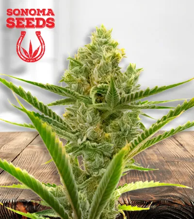 gelato-autoflowering-image