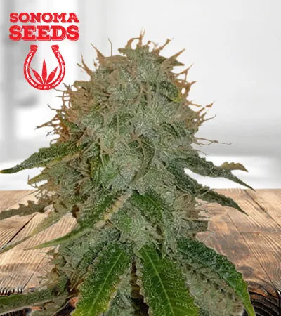 Ghost OG Autoflowering