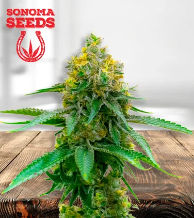 Girl Scout Cookies Autoflowering