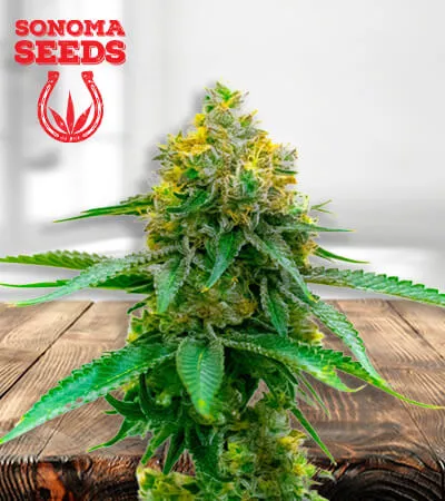 girl-scout-cookies-cbd-image