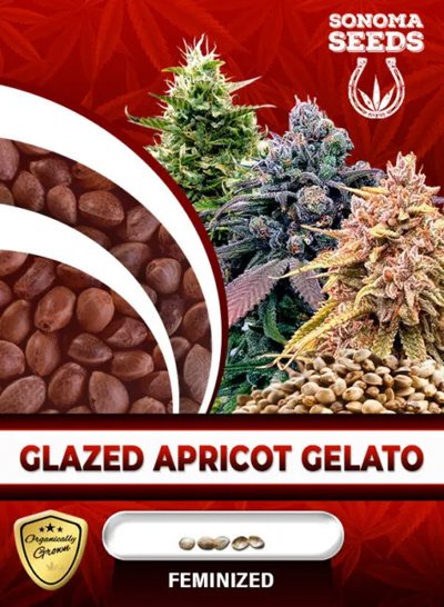 Glazed Apricot Gelato