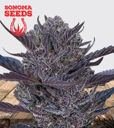 GMO 8 Autoflowering