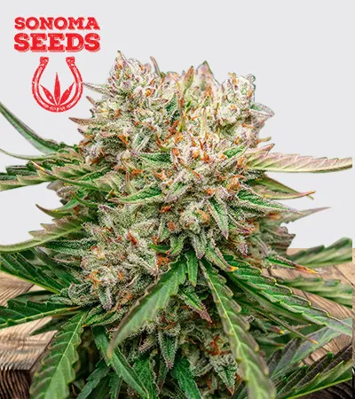 GMO OG Autoflowering