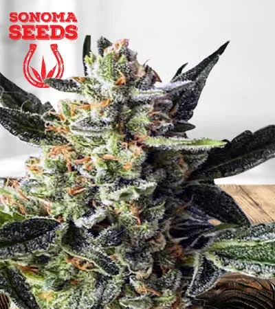 Gorilla Cake Autoflowering