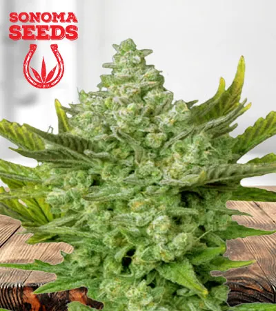 gorilla-cookies-autoflowering-image
