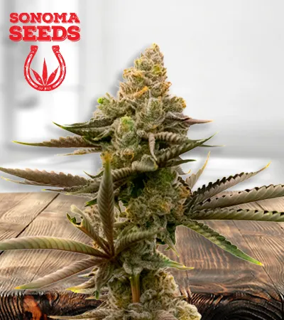 Gorilla Glue #4 Autoflowering