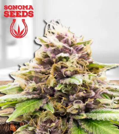 grandaddy-purple-autoflowering-image
